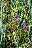 Siikalahti Nature Reserve vicino Parikkala. La vegetazione della zona umida.